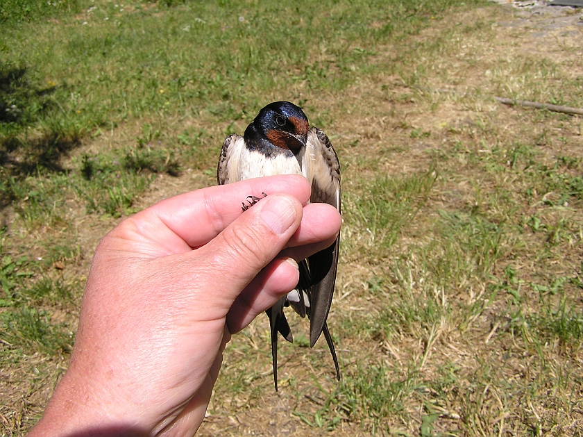 Barn Swallow, Digrans 20080604